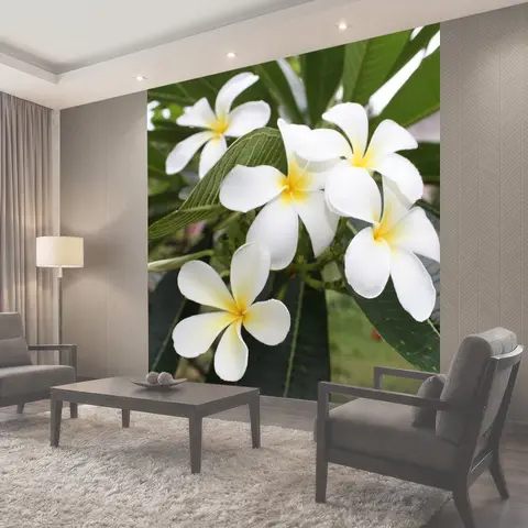 Фотообои Франжипани, цветок, цветы франжипани
