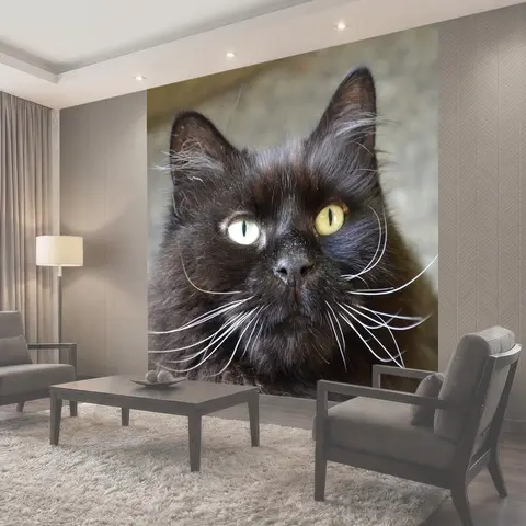 Фотообои Кот, черная кошка, черный кот девушка