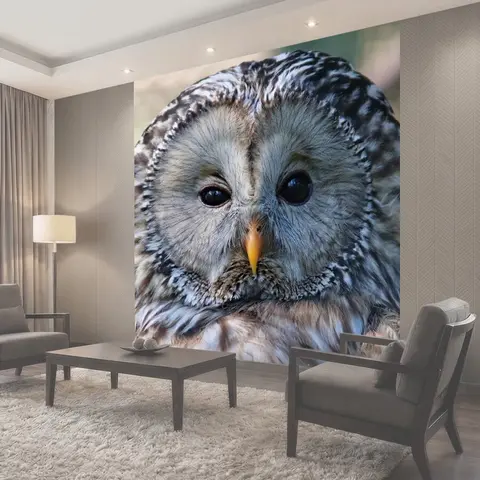 Фотообои Сова, белесый, птица