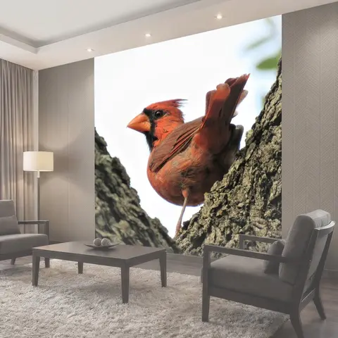 Фотообои Птица, кардинал, songbird