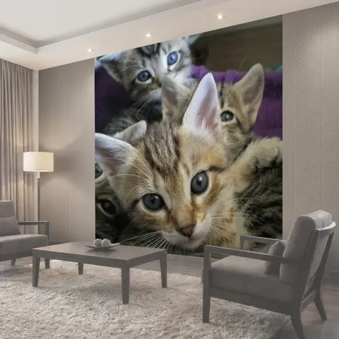 Фотообои Котята, глаза, кошка