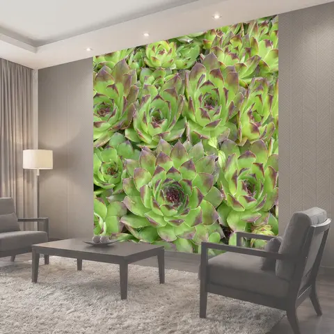 Фотообои Houseleek, завод, листья