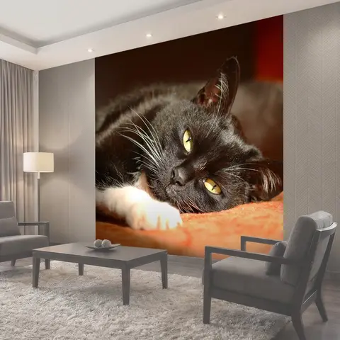 Фотообои Черный кот, смотреть, домашний питомец
