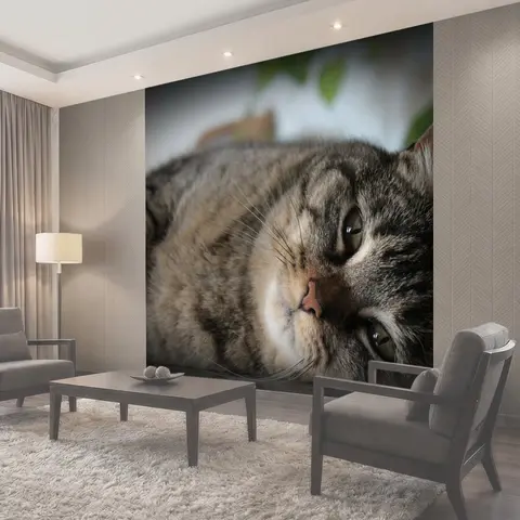 Фотообои Кот, талисман, животное