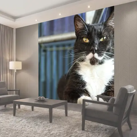 Фотообои Кот, котенок, талисман