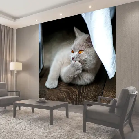 Фотообои Кот, британская короткошерстная кошка, bkh