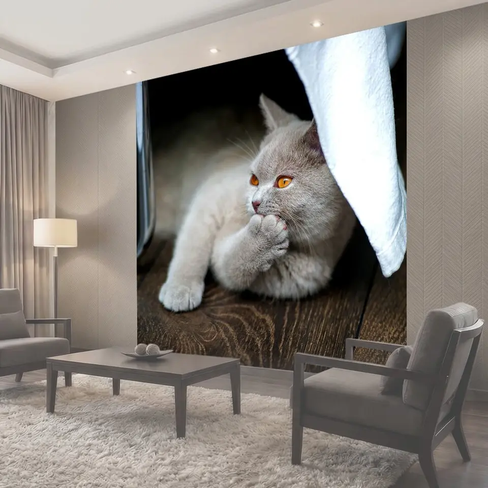 Фотообои Кот, британская короткошерстная кошка, bkh