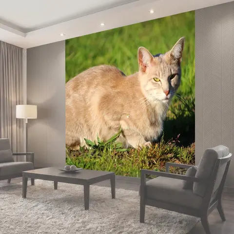 Фотообои Кот, котенок, кошка породы