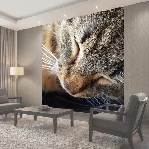 Фотообои Кошки, кошка, pet