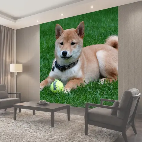 Фотообои Собака, удаленный доступ, сиба-ину