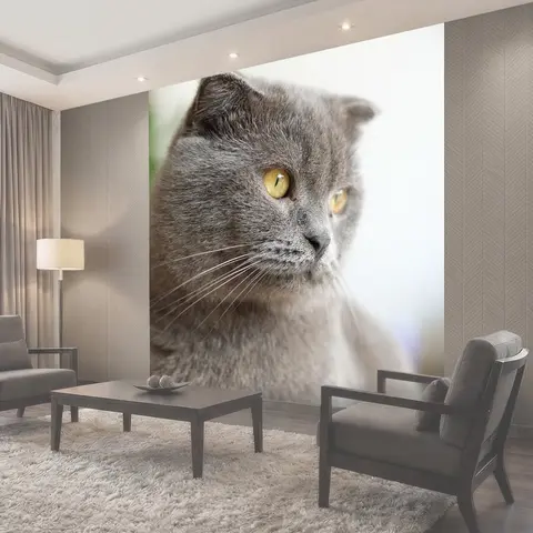 Фотообои Кошка, британский шорт, британская короткошерстная кошка