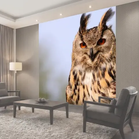 Фотообои Евразийский филин, сова, птица