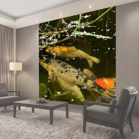 Фотообои Koi, карп кои, декоративная рыба