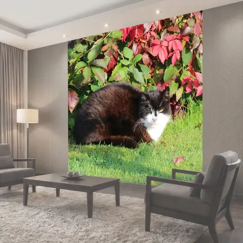 Фотообои Кот, домашняя кошка, европейский
