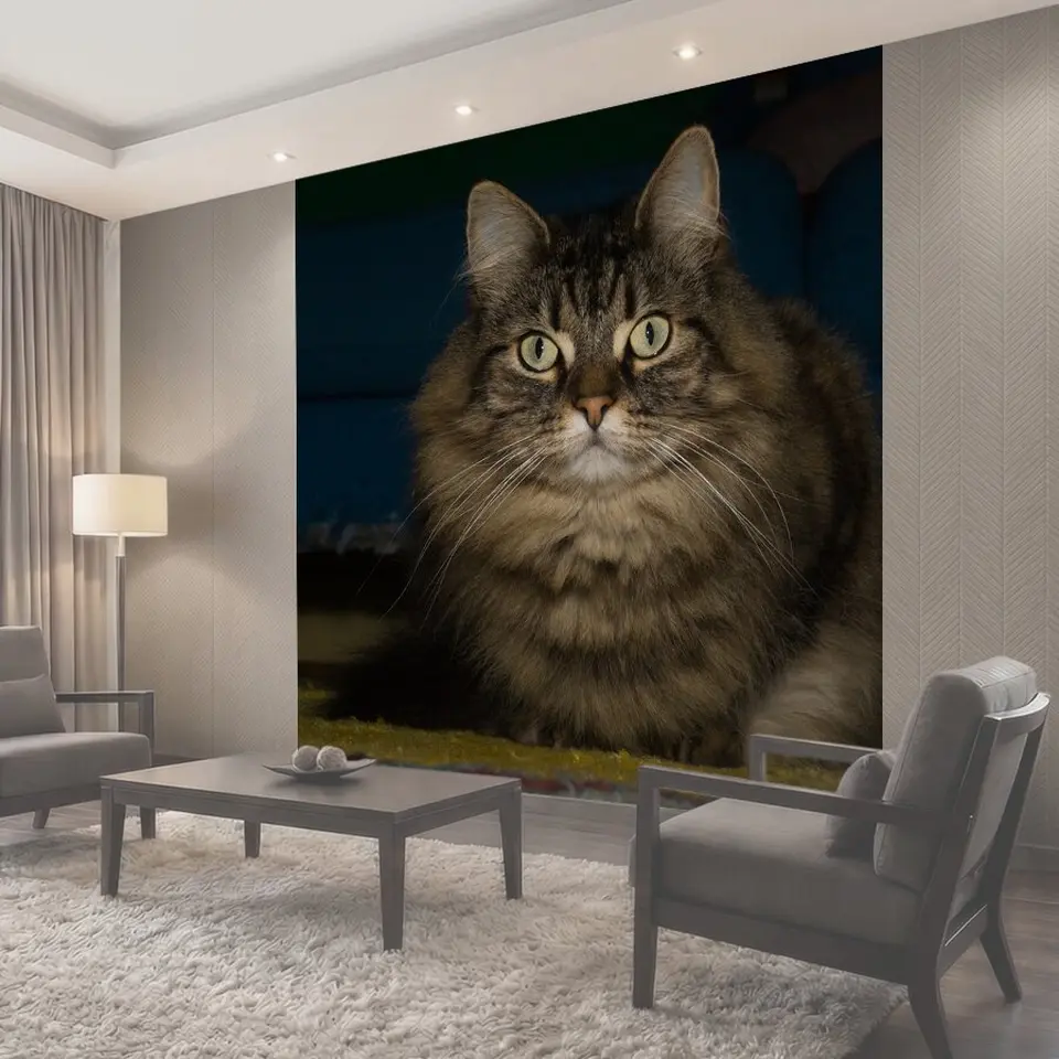 Фотообои Кот, норвежская лесная кошка, внимательный