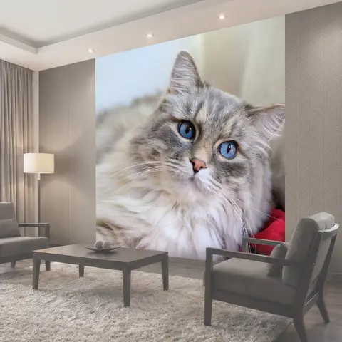 Фотообои Кот, длинношерстная кошка, сосед по комнате