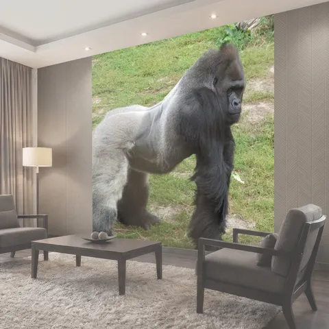 Фотообои Сильвербэк Gorilla позирует Горилла создает в нем корпус в зоопарке