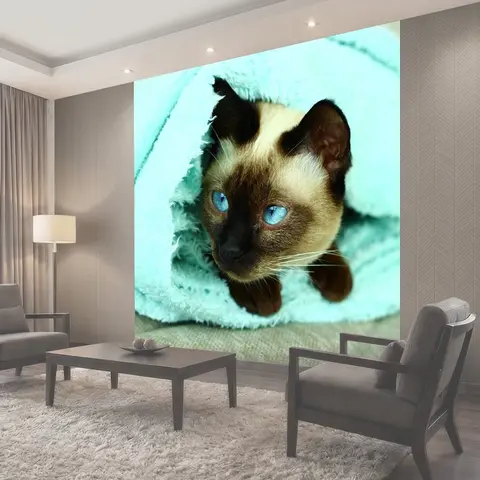 Фотообои Сиамская кошка, кошка, бирюзовый