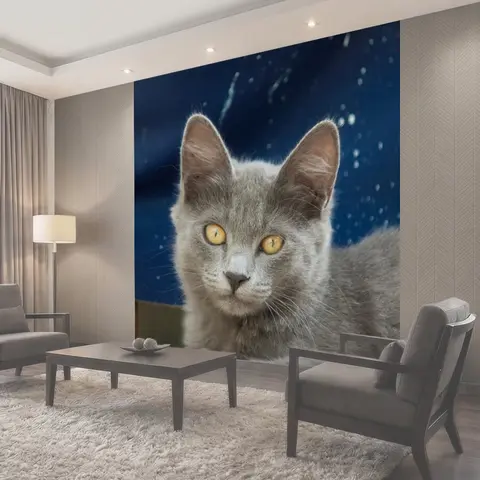 Фотообои Кот, котенок, кошачий