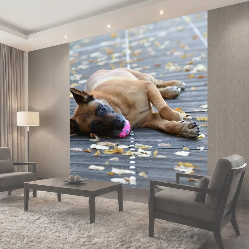 Фотообои Малинуа, собака с мячом, милый