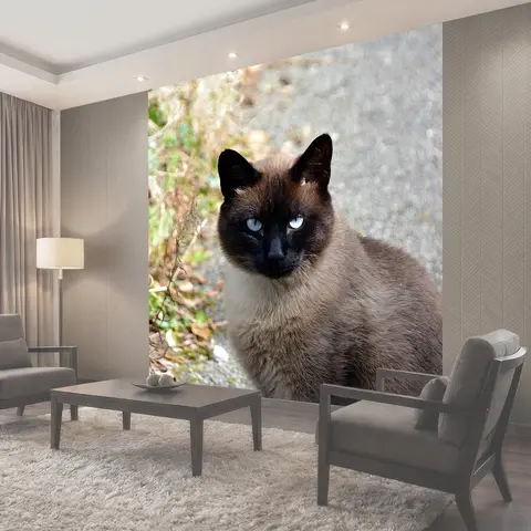 Фотообои Кошка, сиамская кошка, feline