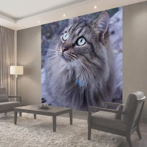 Фотообои Кошка, древесина, животное