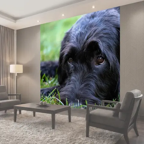 Фотообои Labradoodle, шнауцер, ризеншнауцер