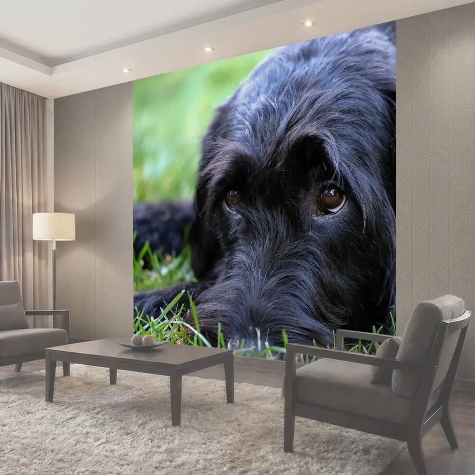 Фотообои Labradoodle, шнауцер, ризеншнауцер