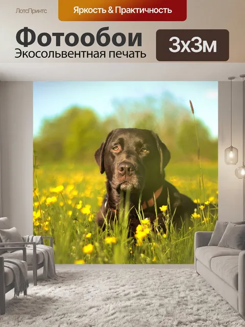 Фотообои Лабрадор, собака, цветочный луг