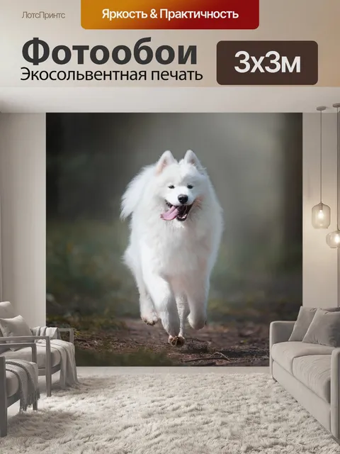 Фотообои Собака, самоедская лайка, запустить