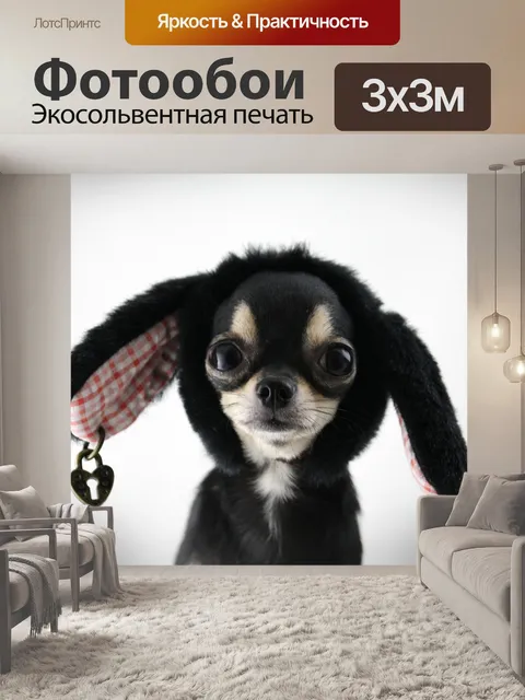 Фотообои Собака, чихуахуа, маленькая собака