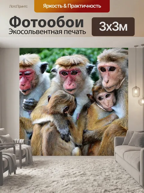 Фотообои Обезьяна, млекопитающее, дикая природа