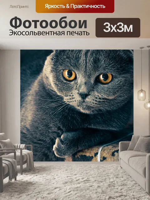 Фотообои Шотландская вислоухая, кошка, домашний питомец