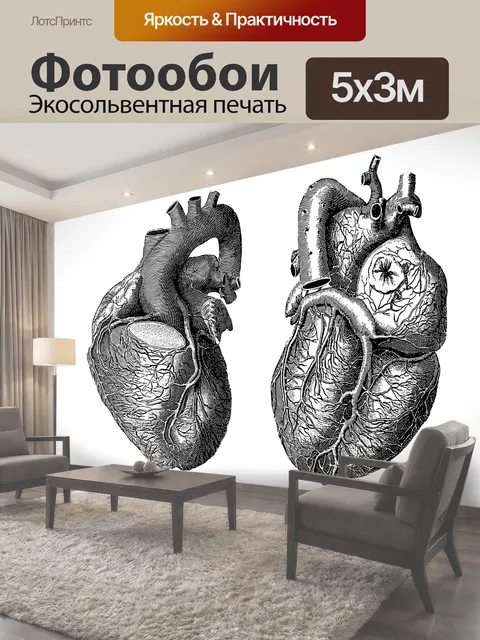 Фотообои Иллюстрация медицины органов сердца