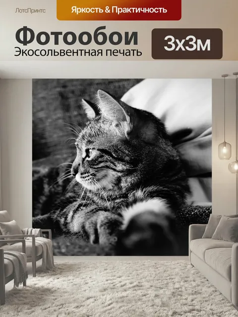 Фотообои Кошка, полосатая кошка, черный и белый