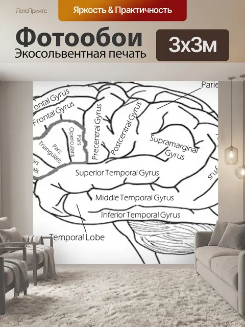 Фотообои Головной мозг, меченый мозга, левое полушарие мозга