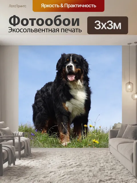 Фотообои Бернский зенненхунд, картинка животных, собака