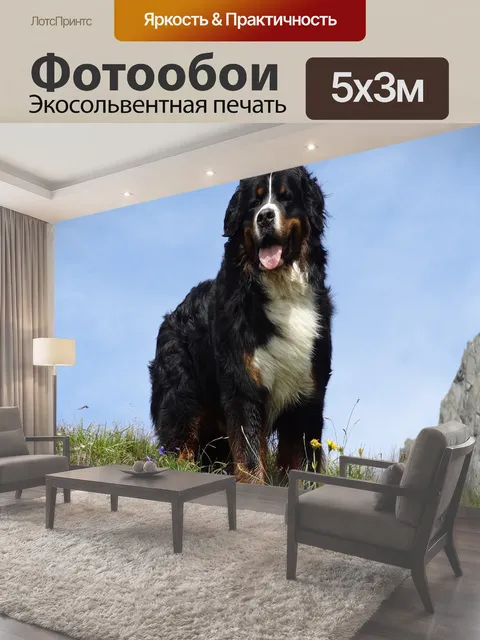 Фотообои Бернский зенненхунд, картинка животных, собака