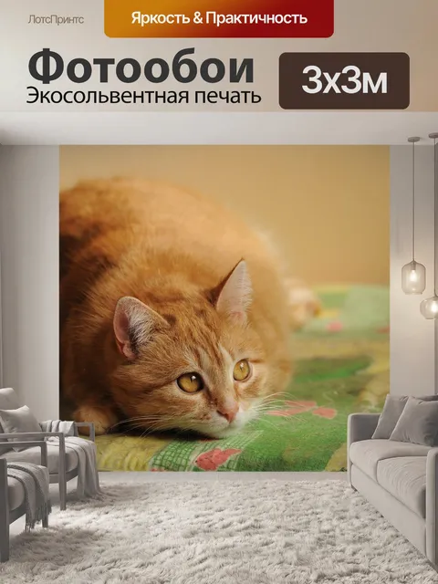 Фотообои Кошка, кот, рыжий