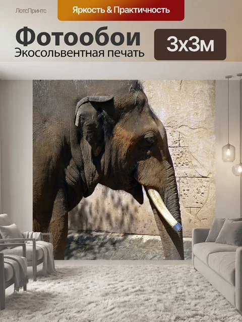 Фотообои Слон, голова слона, ствол