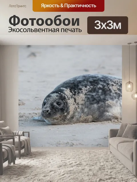Фотообои Тюлень, серый тюлень, гельголанд
