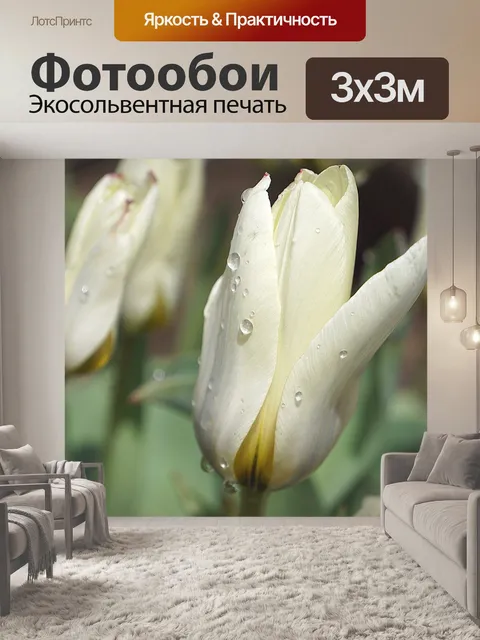 Фотообои Тюльпаны, белые тюльпаны, цветы