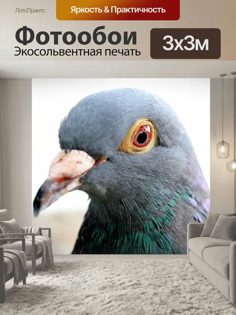 Фотообои Голубь, птица, животное
