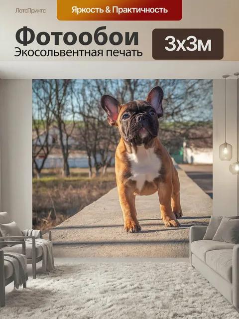 Фотообои Французский бульдог, щенок, домашний питомец