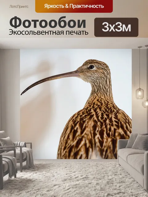 Фотообои Птица, ибис, клюв