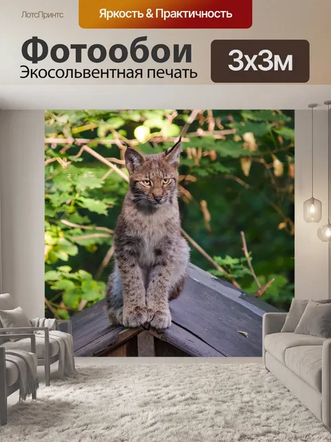 Фотообои Рысь, детские рысь, зоопарк