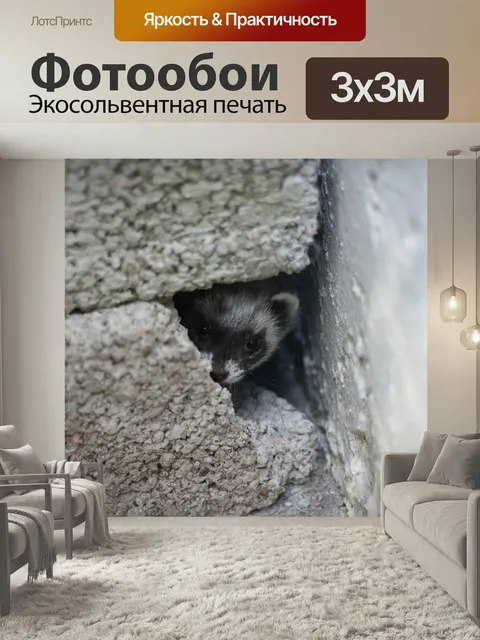 Фотообои Гурон, домашние питомцы, хорьки