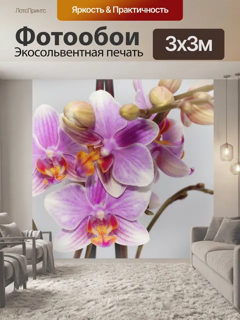 Фотообои Фаленопсис, фиолетовый, орхидея