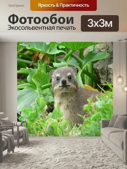 Фотообои Скальный даман, южная африка, природа