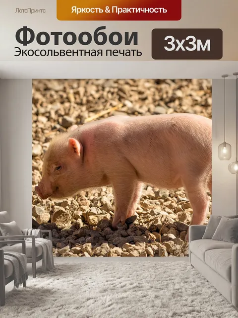 Фотообои Поросенок, свинья, фермерский двор
